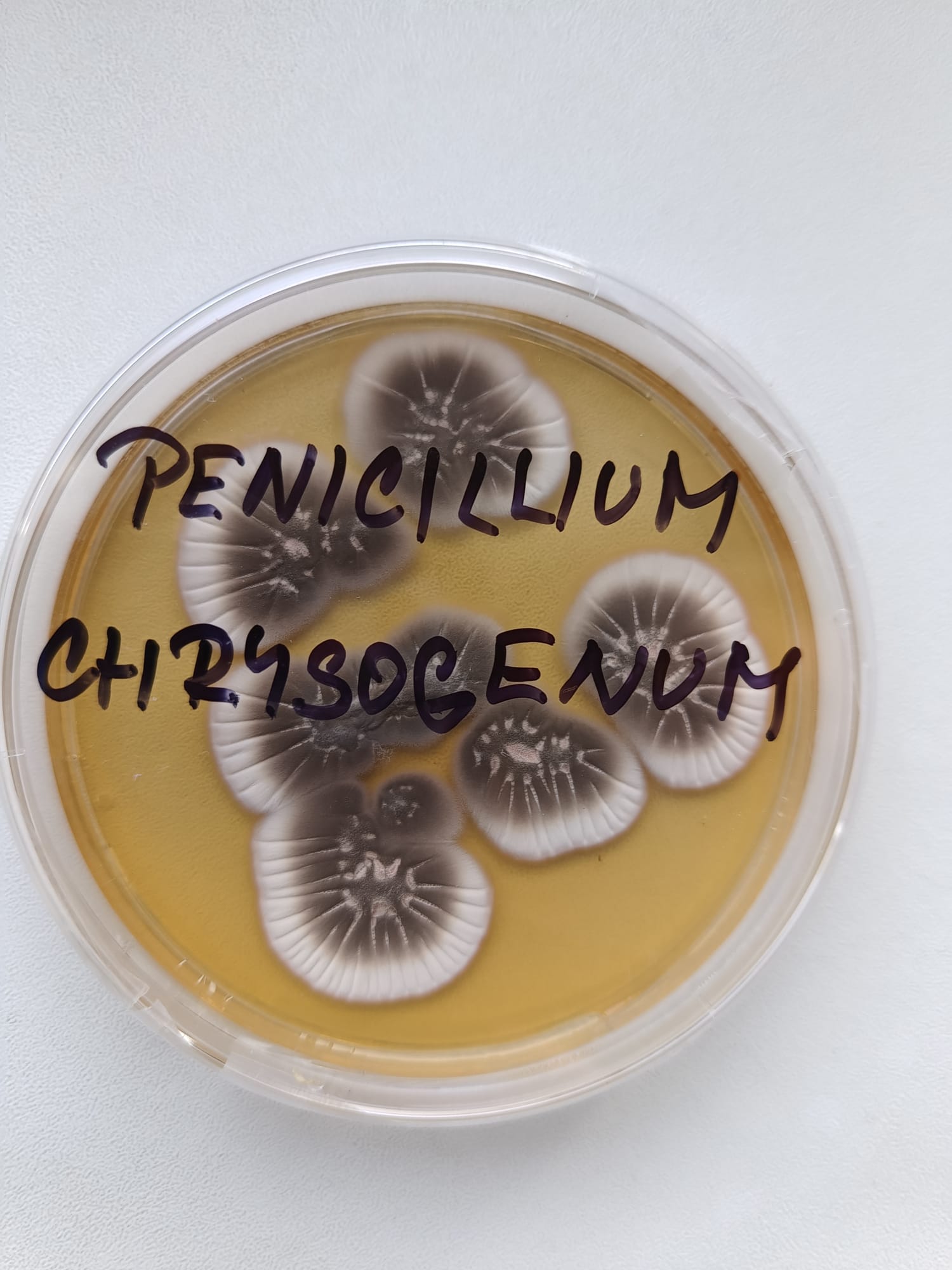 Penicillium chrysogenum